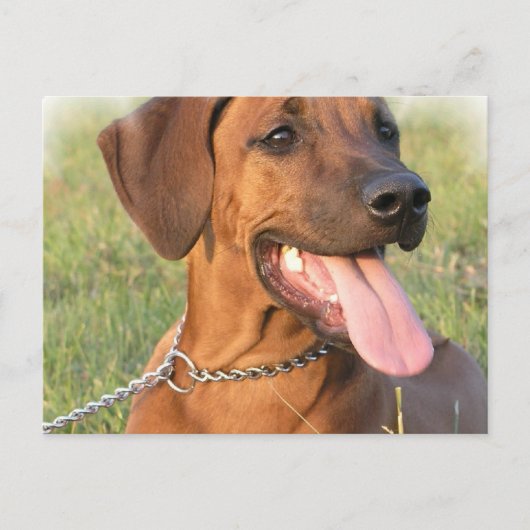 Carte postale Secourt Rhodesian Ridgeback (Devant)