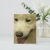 Carte postale Secourt Samoyed (Debout devant)