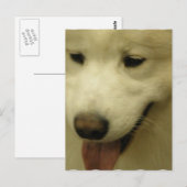 Carte postale Secourt Samoyed (Devant / Derrière)