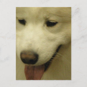 Carte postale Secourt Samoyed