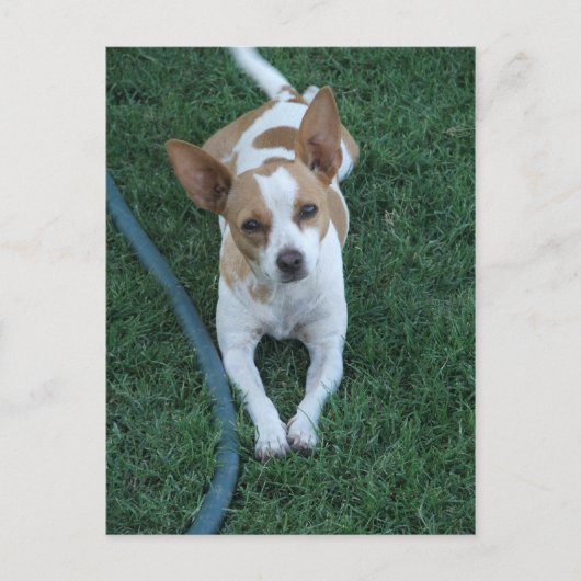 Carte Postale Secouru (Devant)