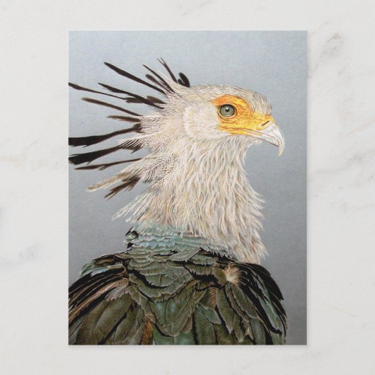 Carte Postale Secrétaire Bird (Devant)