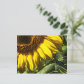 Carte postale - Secrets de Tournesol (Debout devant)