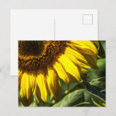Carte postale - Secrets de Tournesol (Devant / Derrière)