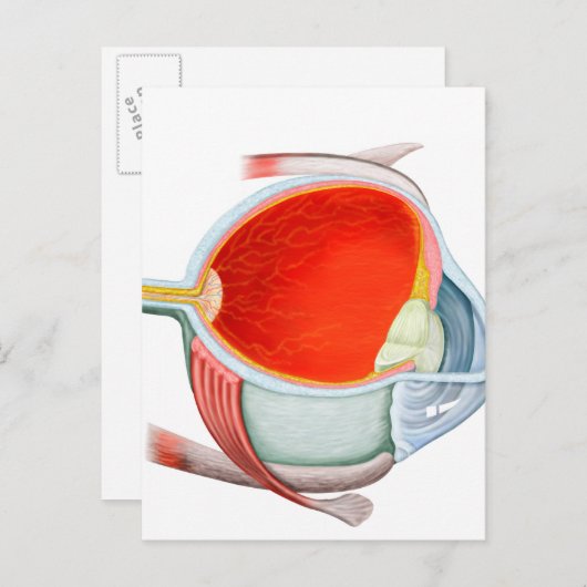 Carte Postale Section De L'Oeil Humain (Devant / Derrière)