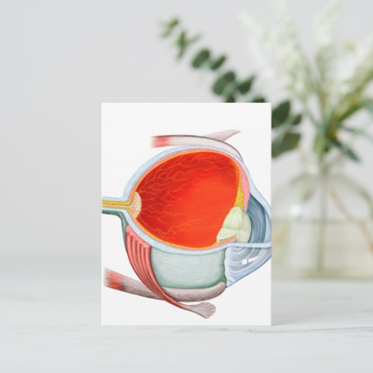 Carte Postale Section De L'Oeil Humain (Debout devant)