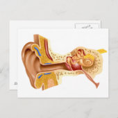 Carte Postale Section De L'Oreille Humaine (Devant / Derrière)