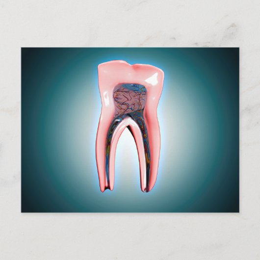 Carte Postale Section D'Une Dent Humaine (Devant)