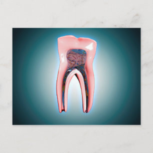 Carte Postale Section D'Une Dent Humaine