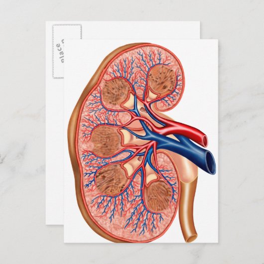 Carte Postale Section Interne De L'Anatomie Interne D'Un Rein (Devant / Derrière)