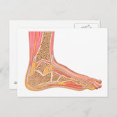 Carte Postale Section Longitudinale Du Pied Humain (Devant / Derrière)