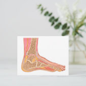 Carte Postale Section Longitudinale Du Pied Humain (Debout devant)