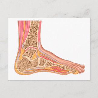 Carte Postale Section Longitudinale Du Pied Humain