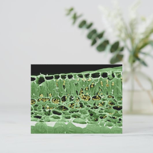 Carte Postale Section transversale de feuille (Debout devant)