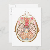 Carte Postale Section Transverse Du Milieu (Devant / Derrière)