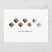 Carte Postale Sections de l'hypercube (Devant)