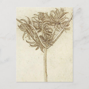 Carte Postale Sedge.jpg par Leonardo da Vinci