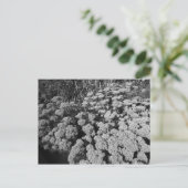 Carte Postale Sedum Automne Joy (Debout devant)