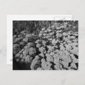 Carte Postale Sedum Automne Joy (Devant / Derrière)