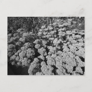 Carte Postale Sedum Automne Joy