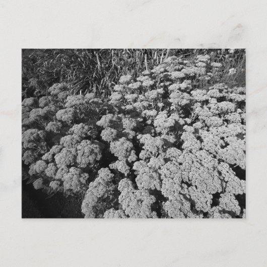 Carte Postale Sedum Automne Joy (Devant)