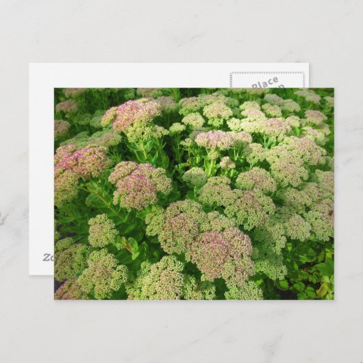 Carte Postale Sedum Automne Joy (Devant / Derrière)