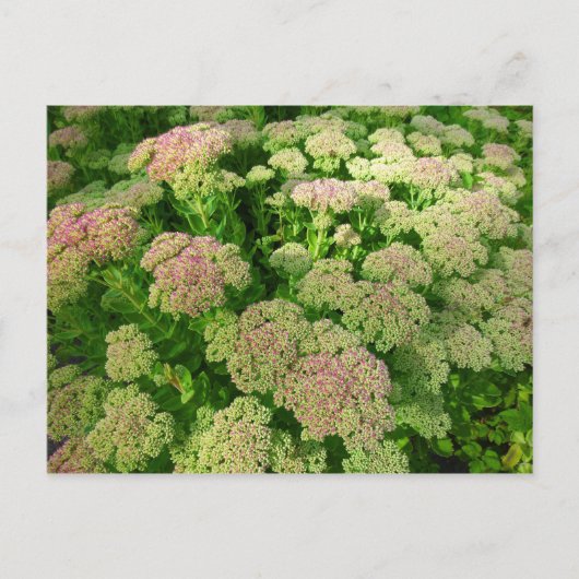 Carte Postale Sedum Automne Joy (Devant)