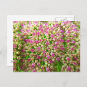 Carte Postale Sedum Automne Joy (Devant / Derrière)