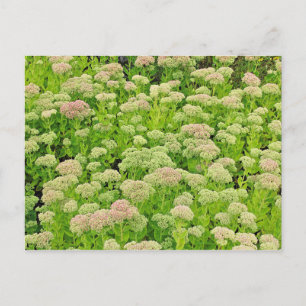 Carte Postale Sedum 'Autumn Joy' en fin août