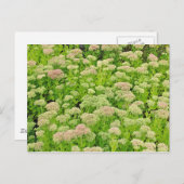 Carte Postale Sedum 'Autumn Joy' en fin août (Devant / Derrière)