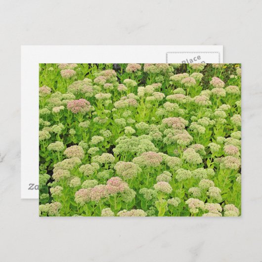Carte Postale Sedum 'Autumn Joy' en fin août (Devant / Derrière)