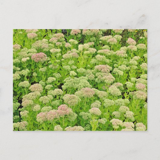Carte Postale Sedum 'Autumn Joy' en fin août (Devant)