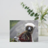 Carte Postale Sefaka Lemur Faune Photo Animal (Debout devant)