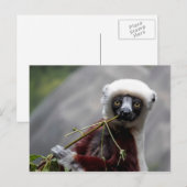 Carte Postale Sefaka Lemur Faune Photo Animal (Devant / Derrière)