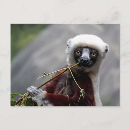 Carte Postale Sefaka Lemur Faune Photo Animal (Devant)
