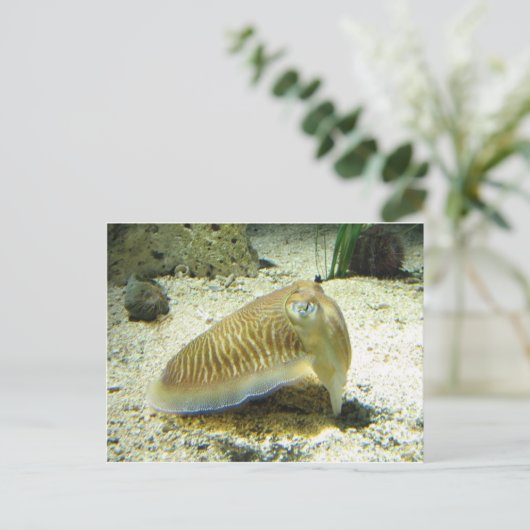 Carte Postale Seiche (Debout devant)