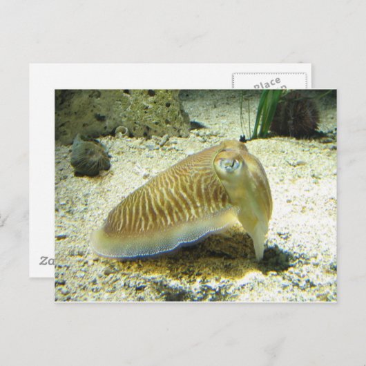 Carte Postale Seiche (Devant / Derrière)