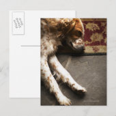 Carte Postale Sélecteur Llewelyn dormant (Devant / Derrière)