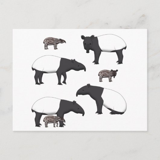 Carte Postale Sélection de Schabrackentapir (Devant)