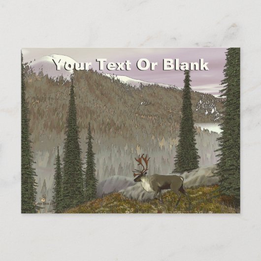 Carte Postale Selkirk Caribou (Devant)