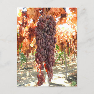 Carte Postale Selma Pete DOV Raisin Grapes