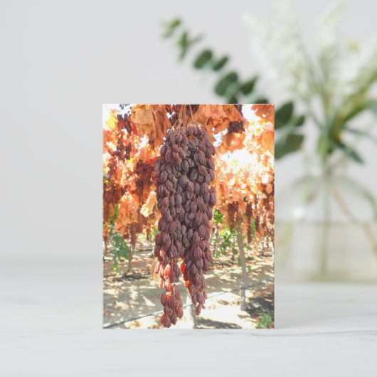 Carte Postale Selma Pete DOV Raisin Grapes (Debout devant)