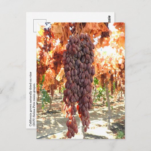 Carte Postale Selma Pete DOV Raisin Grapes (Devant / Derrière)