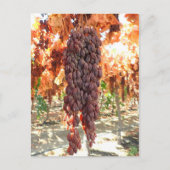 Carte Postale Selma Pete DOV Raisin Grapes (Devant)