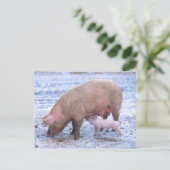 Carte Postale Semence et pignon (Debout devant)