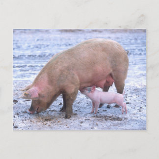 Carte Postale Semence et pignon
