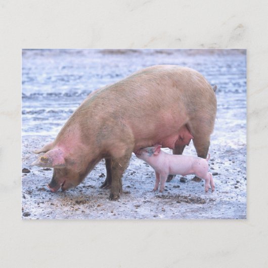 Carte Postale Semence et pignon (Devant)