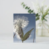 Carte Postale Semences et pots d'algue (Debout devant)