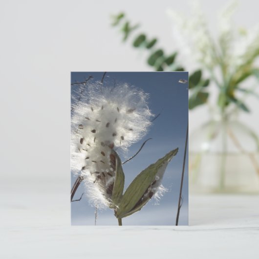 Carte Postale Semences et pots d'algue (Debout devant)