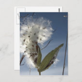 Carte Postale Semences et pots d'algue (Devant / Derrière)